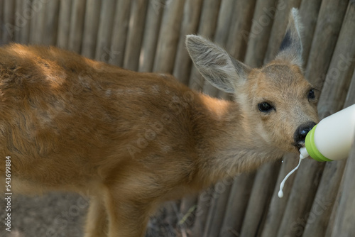 Little roe deer drinks milk from a bottle with a nipple. The animal cub drinks milk from a bottle. Salvation of a little roe deer. Caring for wild animals, animal feeding