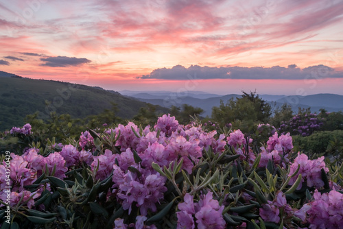 Rhododendron Blooms in Foreground and Sunset Behind