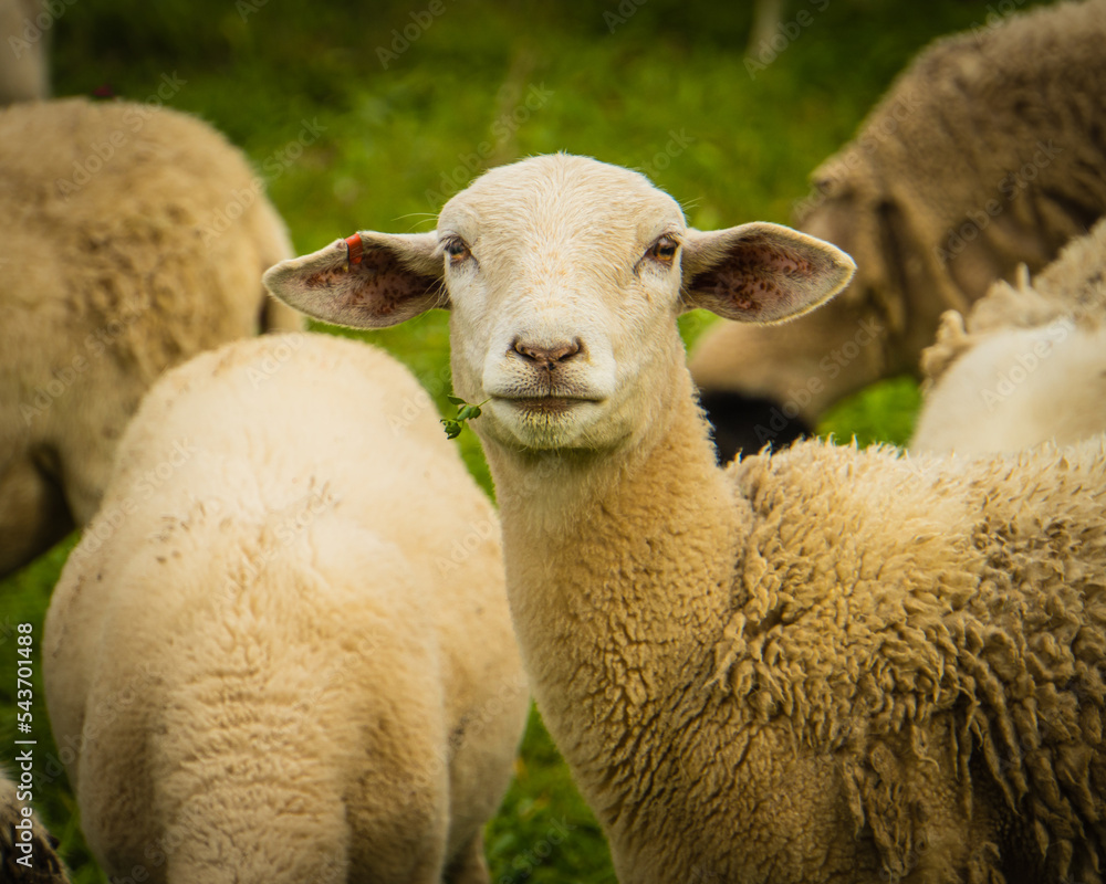 one sheep looks up while eating
