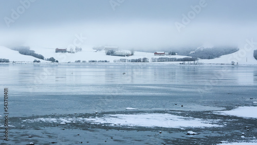 Swans in Trondheim fjord (Gaulosen nature reserve)in the foggy winter day photo