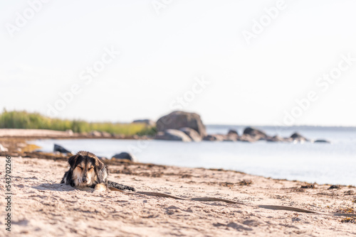 dog on the beach