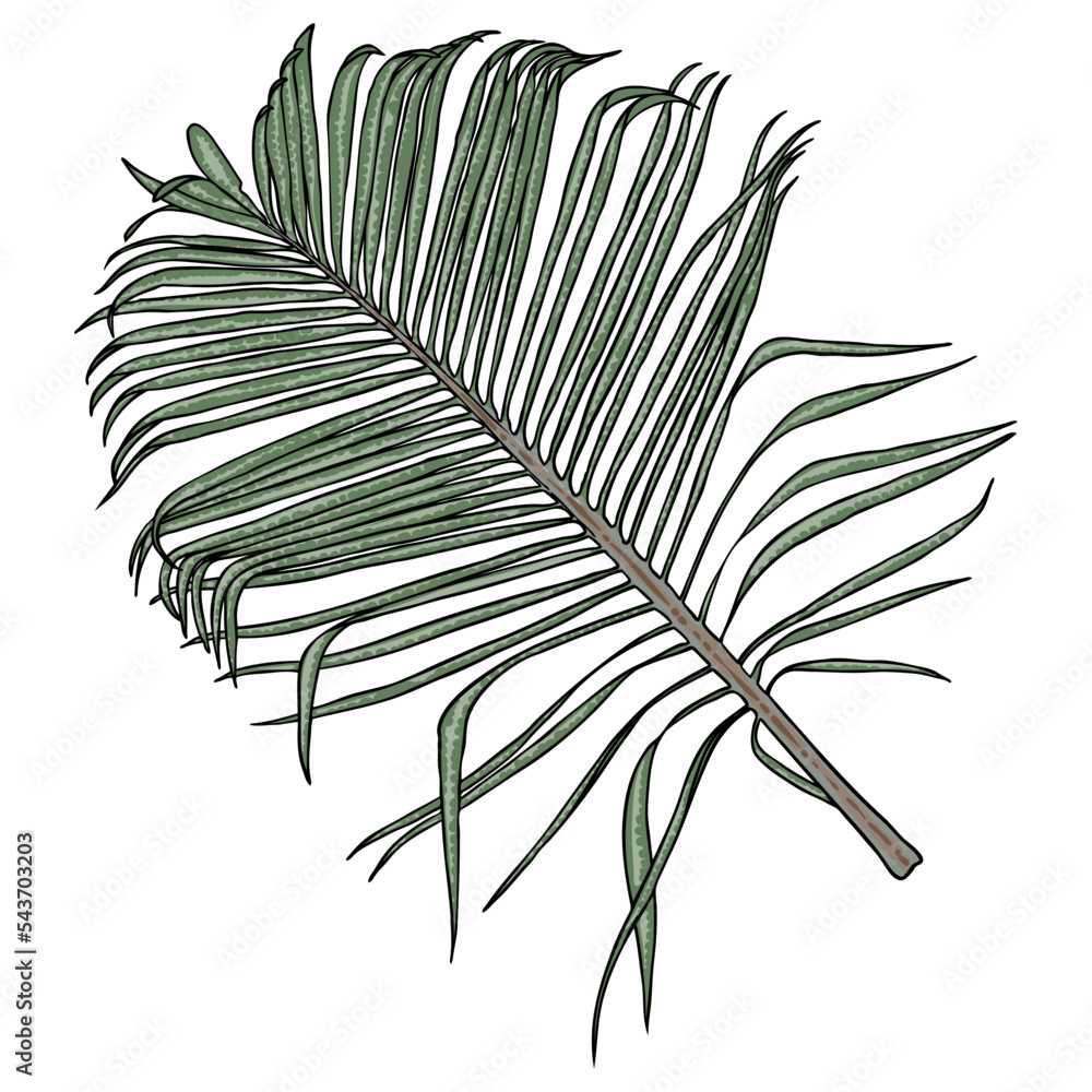 Jungle exotic tropical leaves, green natural palm leaf on white background. Vector. Jungle exotic tropical leaves, green natural palm leaf on white background. Vector.