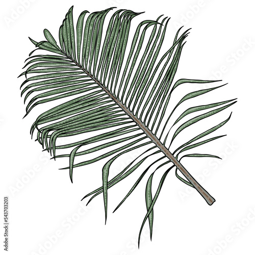 Jungle exotic tropical leaves, green natural palm leaf on white background. Vector.