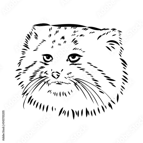 Canvas Print vector manul wild cats graphic illustration manul the forest cat