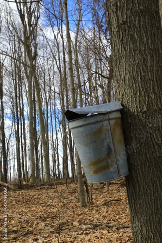 Maple syrup harvesting pale on a maple tree