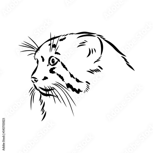 Photography vector manul wild cats graphic illustration manul the forest cat