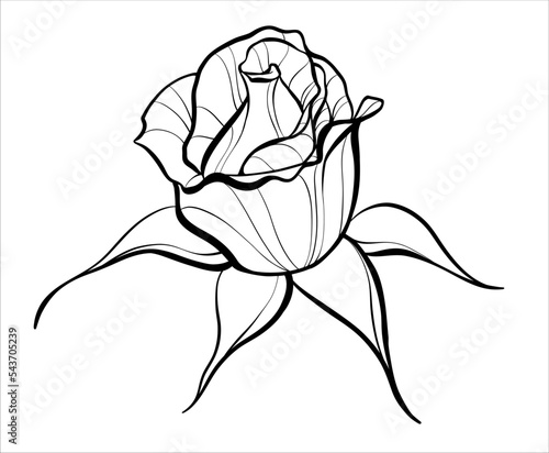 A small flower. Rose. Illustration sketch in black and white style. Vector logo.
