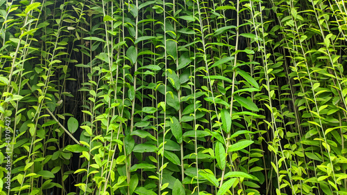 Vernonia elaeagnifolia is also known as Curtain creeper, Hanging on the wall.