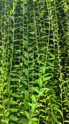 Vernonia elaeagnifolia is also known as Curtain creeper, Hanging on the wall.