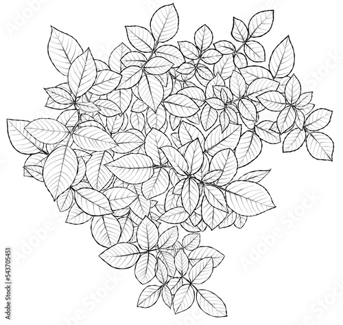 Rose leaf composition. Illustration sketch in black and white style. Antistress coloring. Vector.