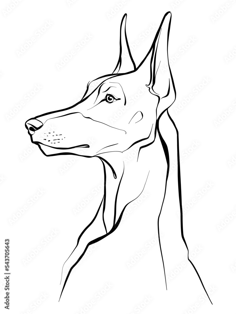 Drawing, head of a Doberman dog. Illustration of a black and white ...