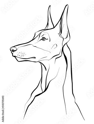 Drawing, head of a Doberman dog. Illustration of a black and white sketch. Vector.