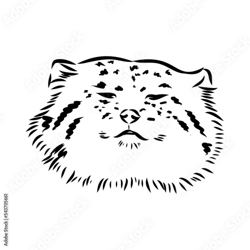 Photography vector manul wild cats graphic illustration manul the forest cat