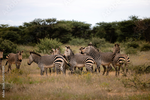 Namibia  Afrika  Tierwelt