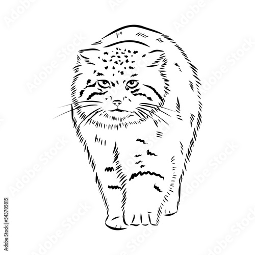 Canvas Print vector manul wild cats graphic illustration manul the forest cat
