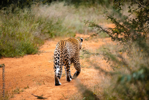 Namibia, Afrika, Tierwelt photo