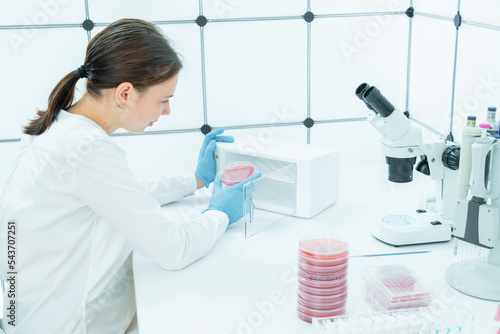 female laboratory assistant in a medical dermatology laboratory examines skin microflora cultures for pathogenic diseases photo