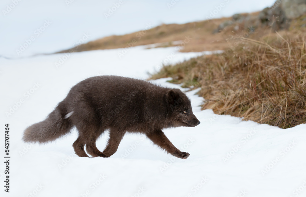 Obraz premium Close up of an Arctic fox walking in snow