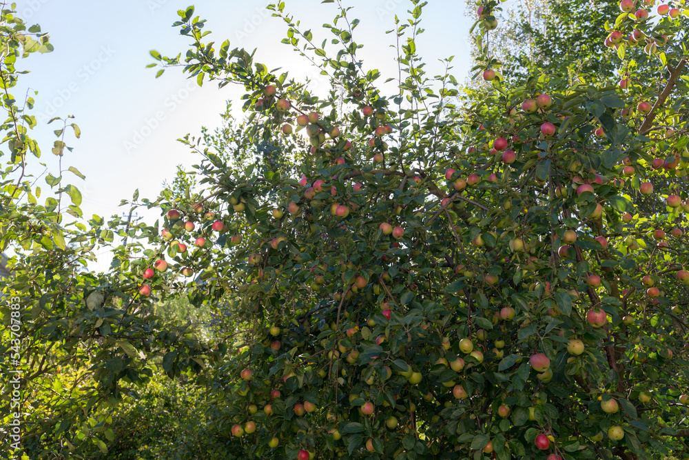 apples on tree branches in the garden