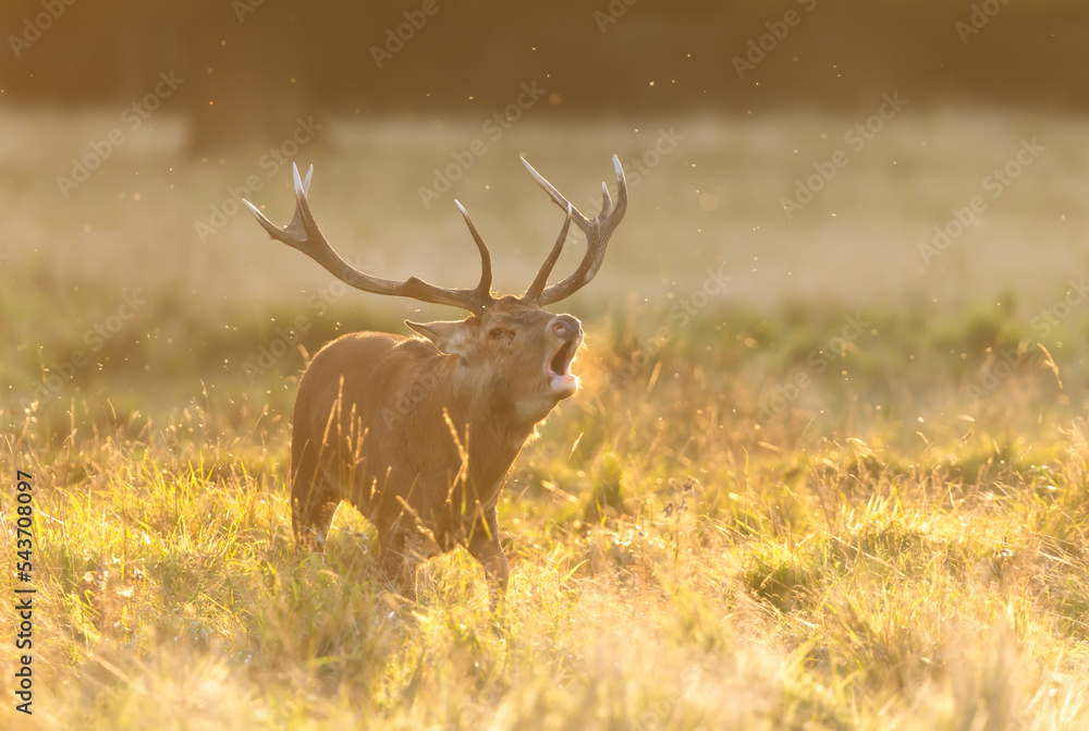 Red Deer calling during rutting season at sunrise Red Deer calling during rutting season at sunrise