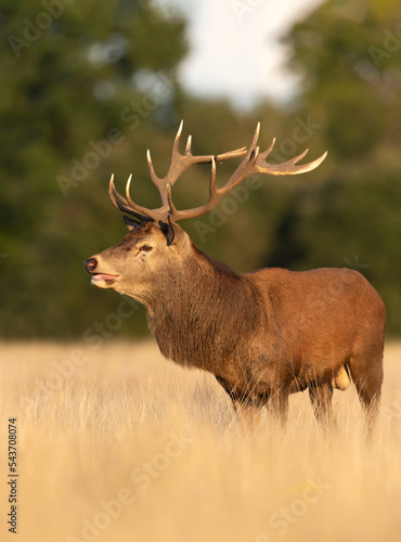Close up of a red deer stag standing in a field of grass on a early autumn morning