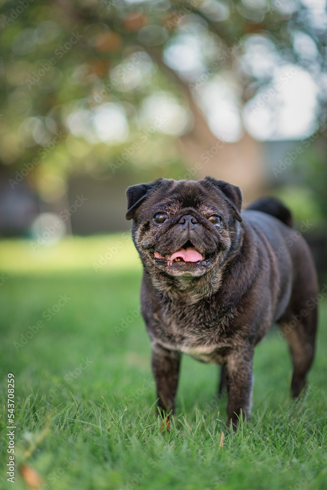 Beautiful thoroughbred pug for a walk in the courtyard of the house.