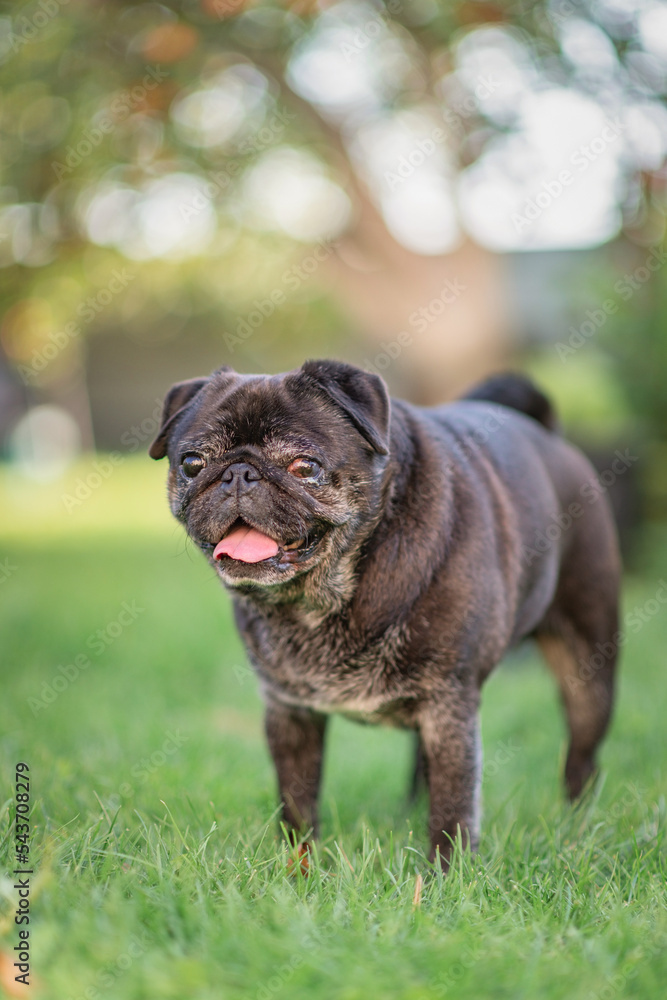 Beautiful thoroughbred pug for a walk in the courtyard of the house.