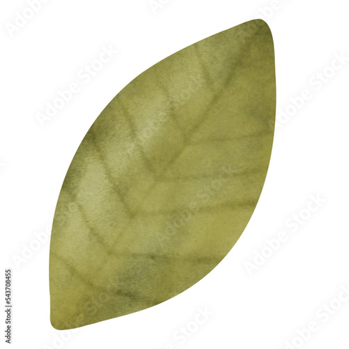Green leaf in watercolor style.