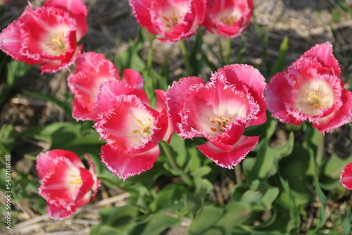H  bsche rosa Tulpen bl  hen auf Tulpenfeld in Holland