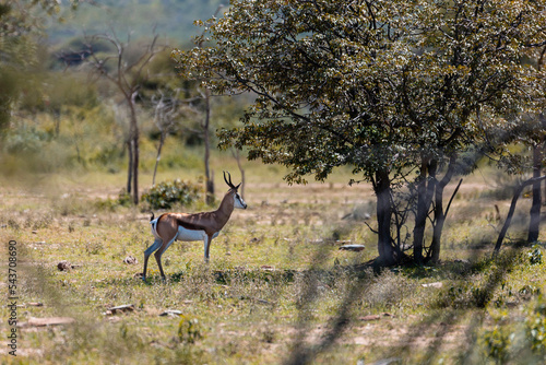 Namibia  Afrika Tierwelt