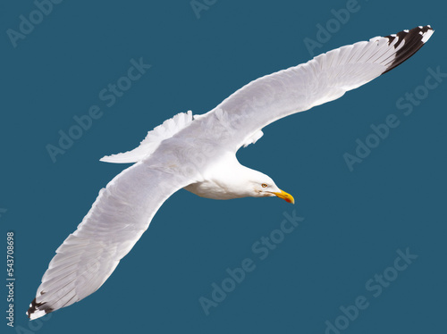 Close up of European herring gull in flight against blue sky