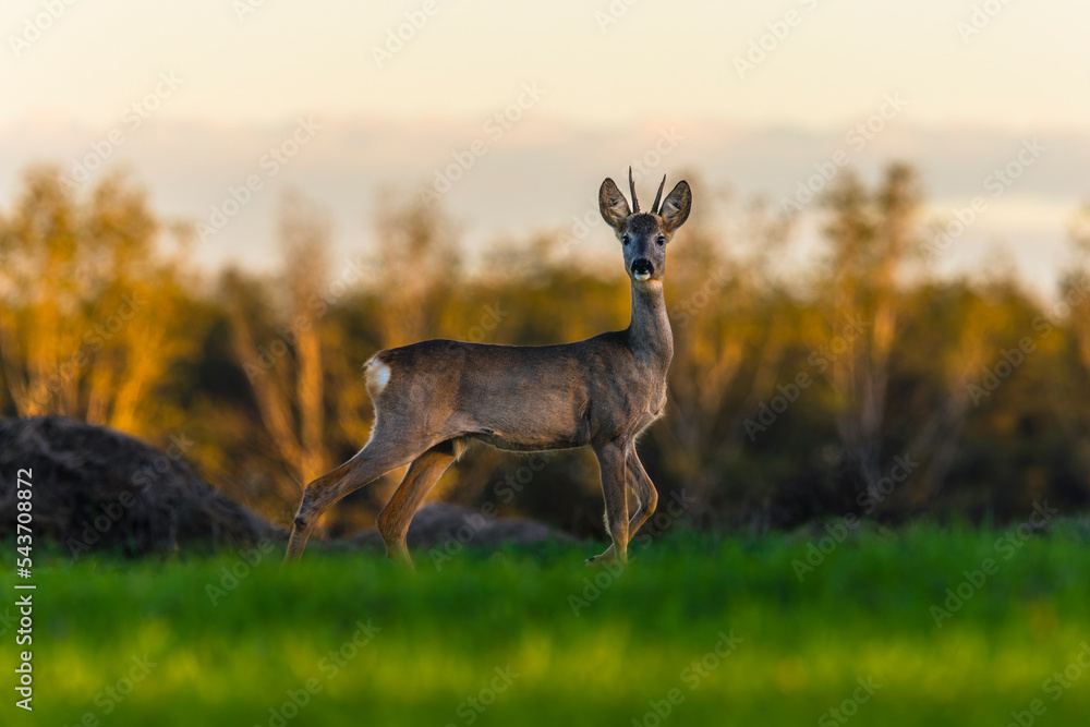 custom made wallpaper toronto digitalRoe deer on the edge of the forest in autumn.