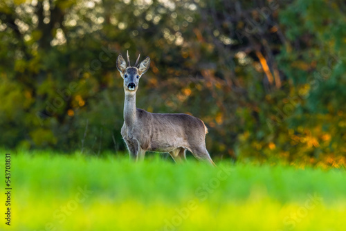 Roe deer on the edge of the forest in autumn.