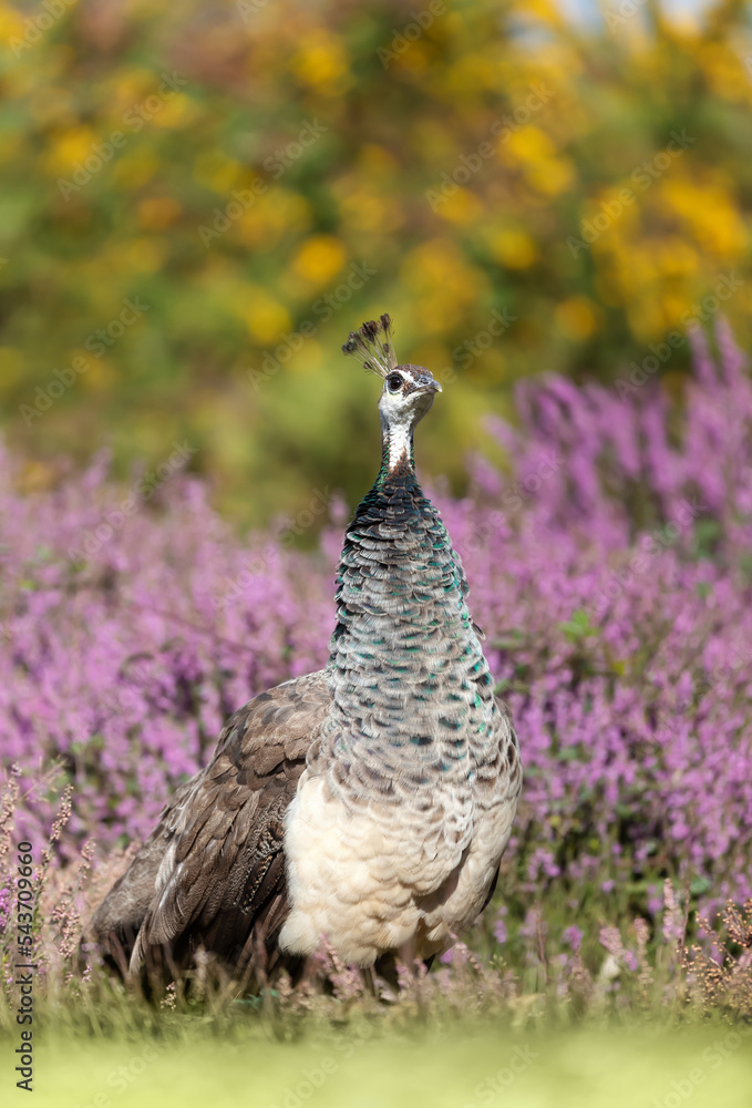 Close up of a colorful Peahen in pink heather Close up of a colorful Peahen in pink heather