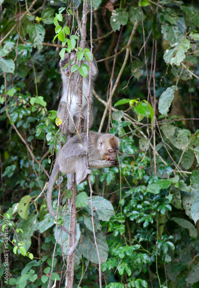 Long-tailed Macaque along Kinabatangan river, Sabah, Borneo, Malaysia