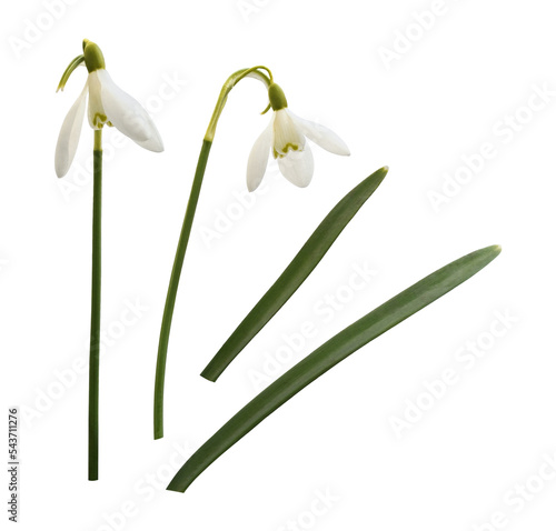Cuadro en lienzo Set of snowdrop flowers and green leaves isolated on white or transparent backgr