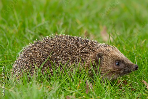 Close up of a wild, native, European hedgehog, facing right and walking through a green grass lawn. Scientific name: Erinaceus Europaeus, Copy space. Horizonal
