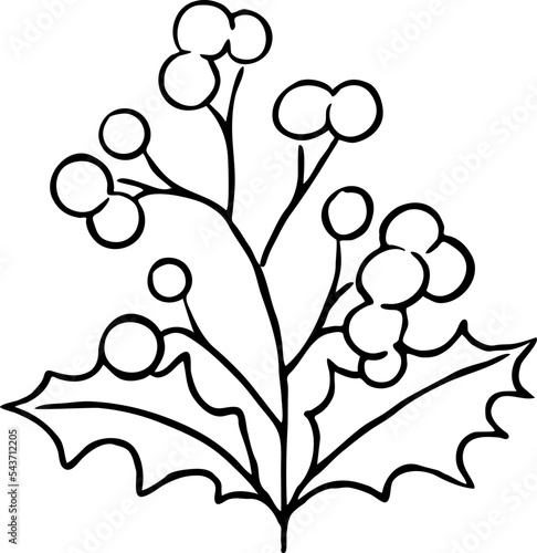 Mistletoe leaves and berries decorative vector element for Christmas and new year design. Traditional winter holidays green and red decoration. Hand drawn illustration  line style drawing.