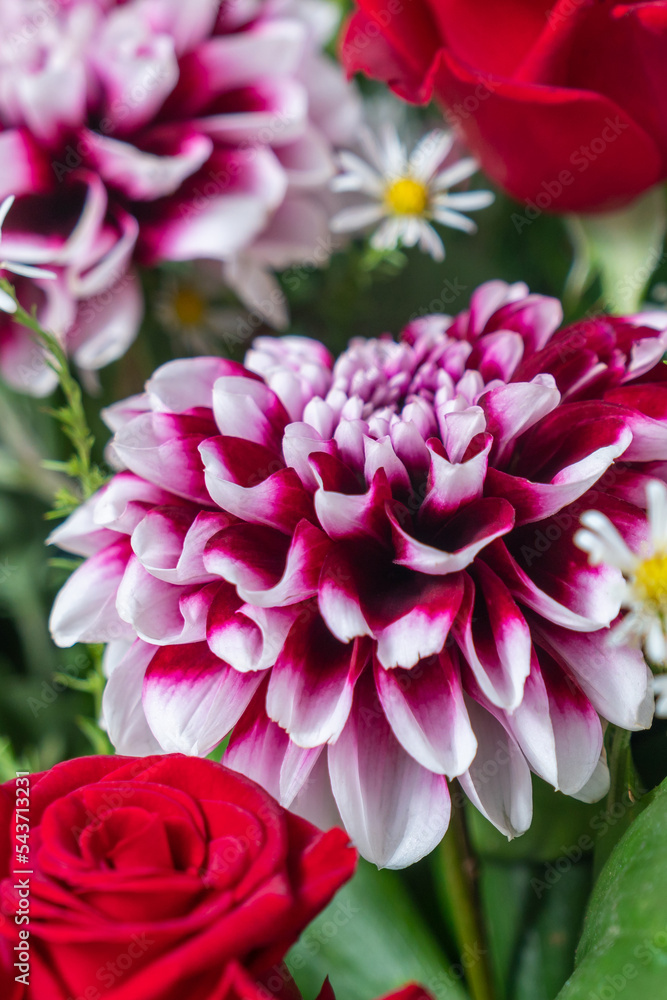 Close up of multi colored dahlia flower Close up of multi colored dahlia flower
