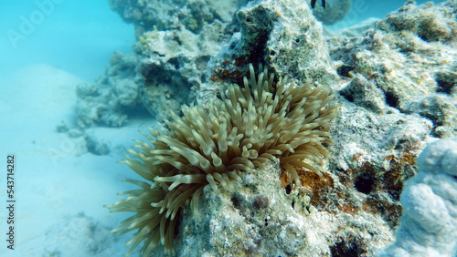 Beautiful coral reefs and Red Sea kpral gardens.