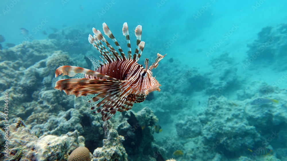 Lion Fish in the Red Sea in clear blue water hunting for food . Lion Fish in the Red Sea in clear blue water hunting for food .