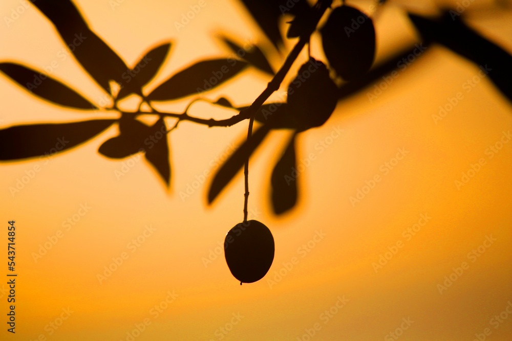 Fototapeta premium Closeup silhouette of an olive tree branch at sunset