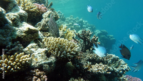 Fototapeta Naklejka Na Ścianę i Meble -  Colorful tropical fish on a coral reef, amazingly beautiful fairy world. In the coral gardens of the Red Sea.