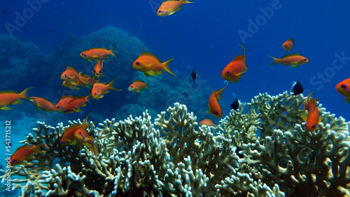 Beautiful fish on the reefs of the Red Sea. Beautiful, diverse and interesting fish living on the gorgeous reefs of the Red Sea. 