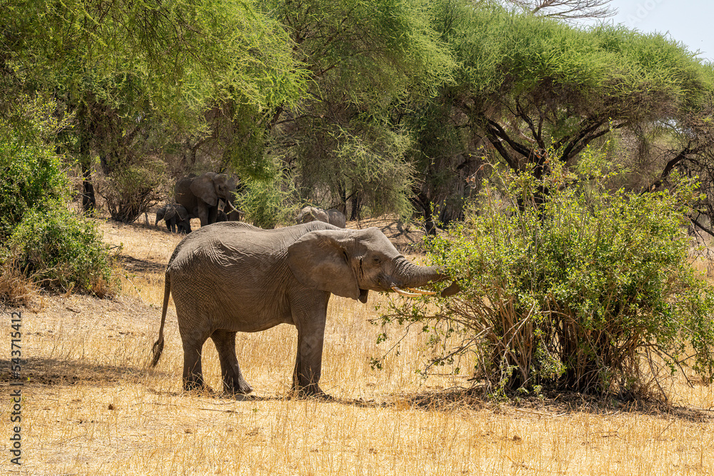 Fototapeta premium An Elephant in Tanzania