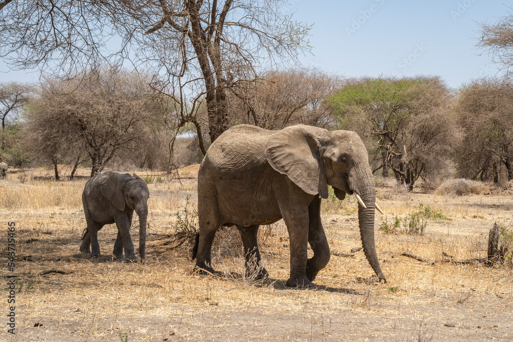 Obraz premium Elephants in Tanzania