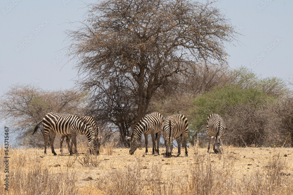 Obraz premium Zebras in Tanzania