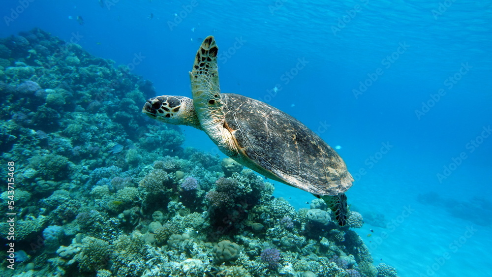 Fototapeta premium Hawksbill sea turtle (CR species) Hawksbill Turtle - Eretmochelys imbricata.