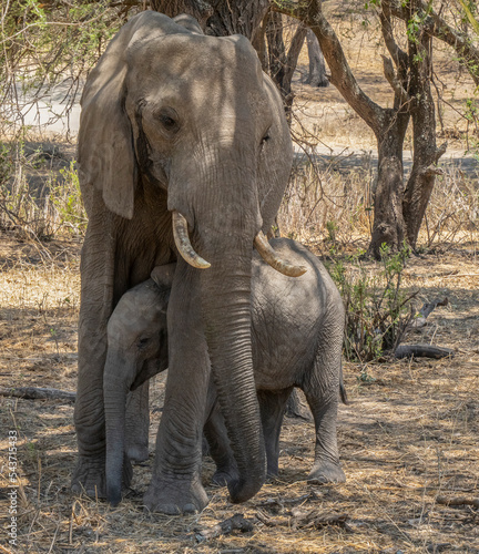 A Baby Elephant with its Mother