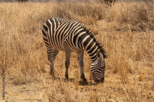 A Zebra in Tanzania